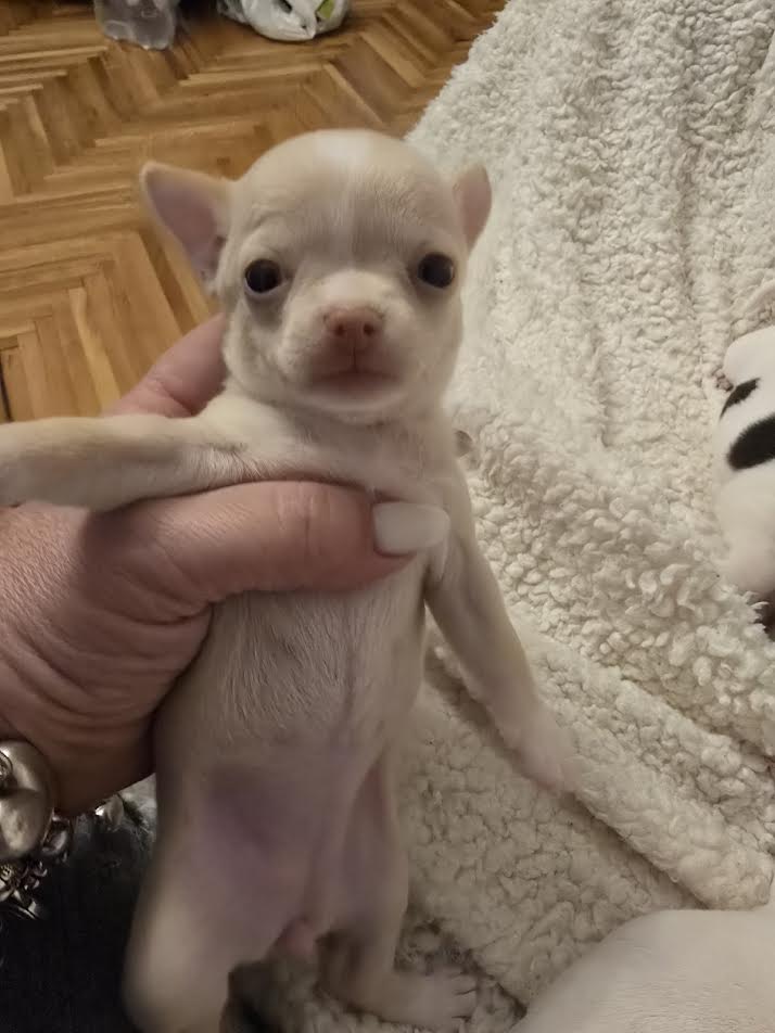 Čivava mini štenci