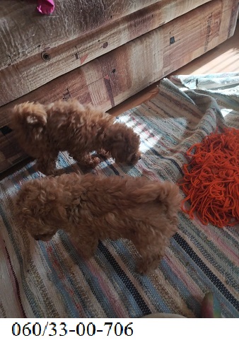 Toy-Patuljaste pudle