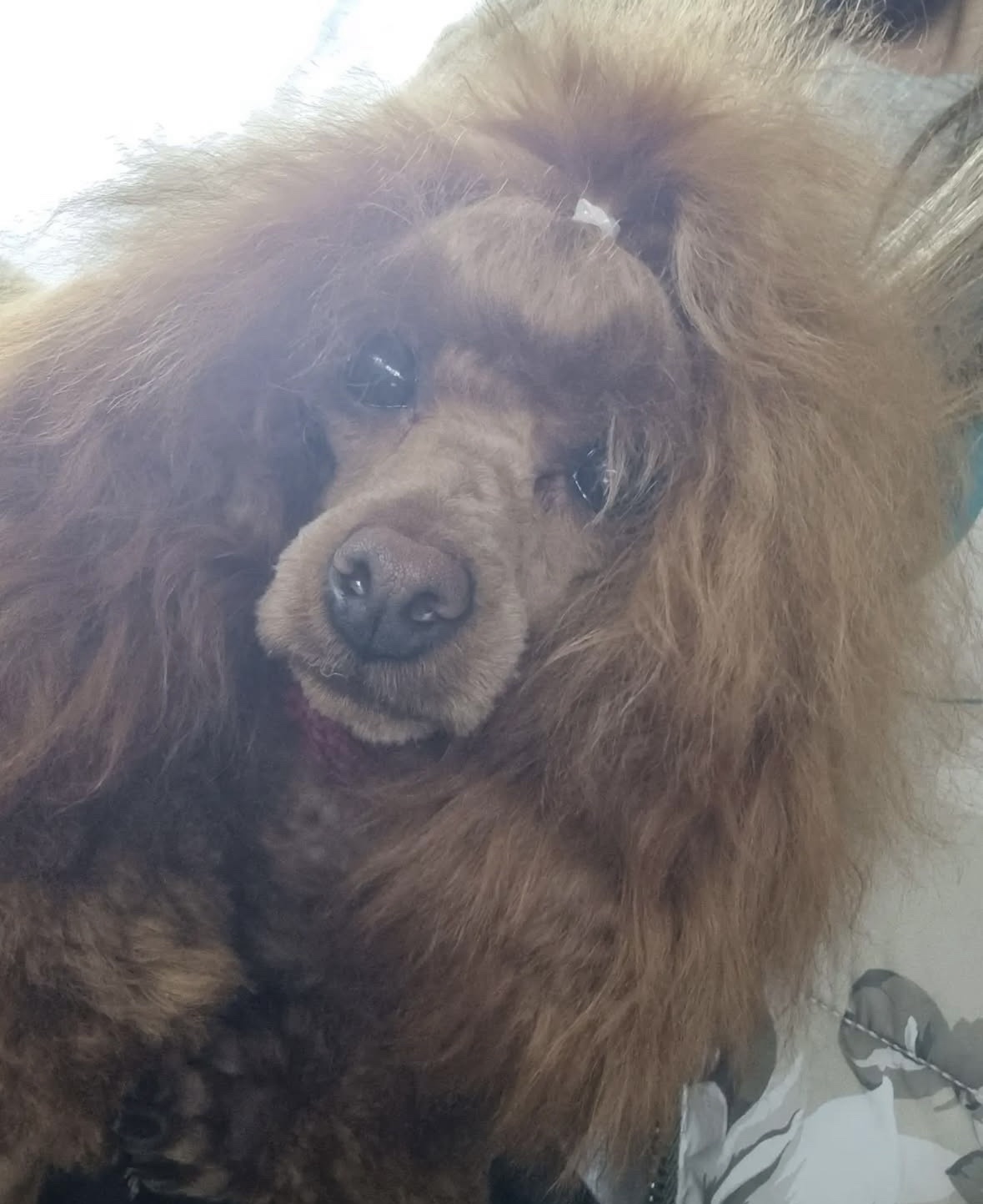 Prelepa Toy Pudla