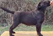 Labrador retriver čokoladni štenci