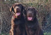 Labrador retriver čokoladni štenci