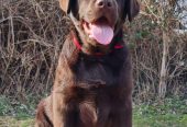 Labrador retriver čokoladni štenci