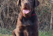 Labrador retriver čokoladni štenci