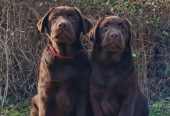 Labrador retriver čokoladni štenci