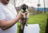 Cane Corso prelepi štenci