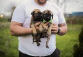 Cane Corso prelepi štenci