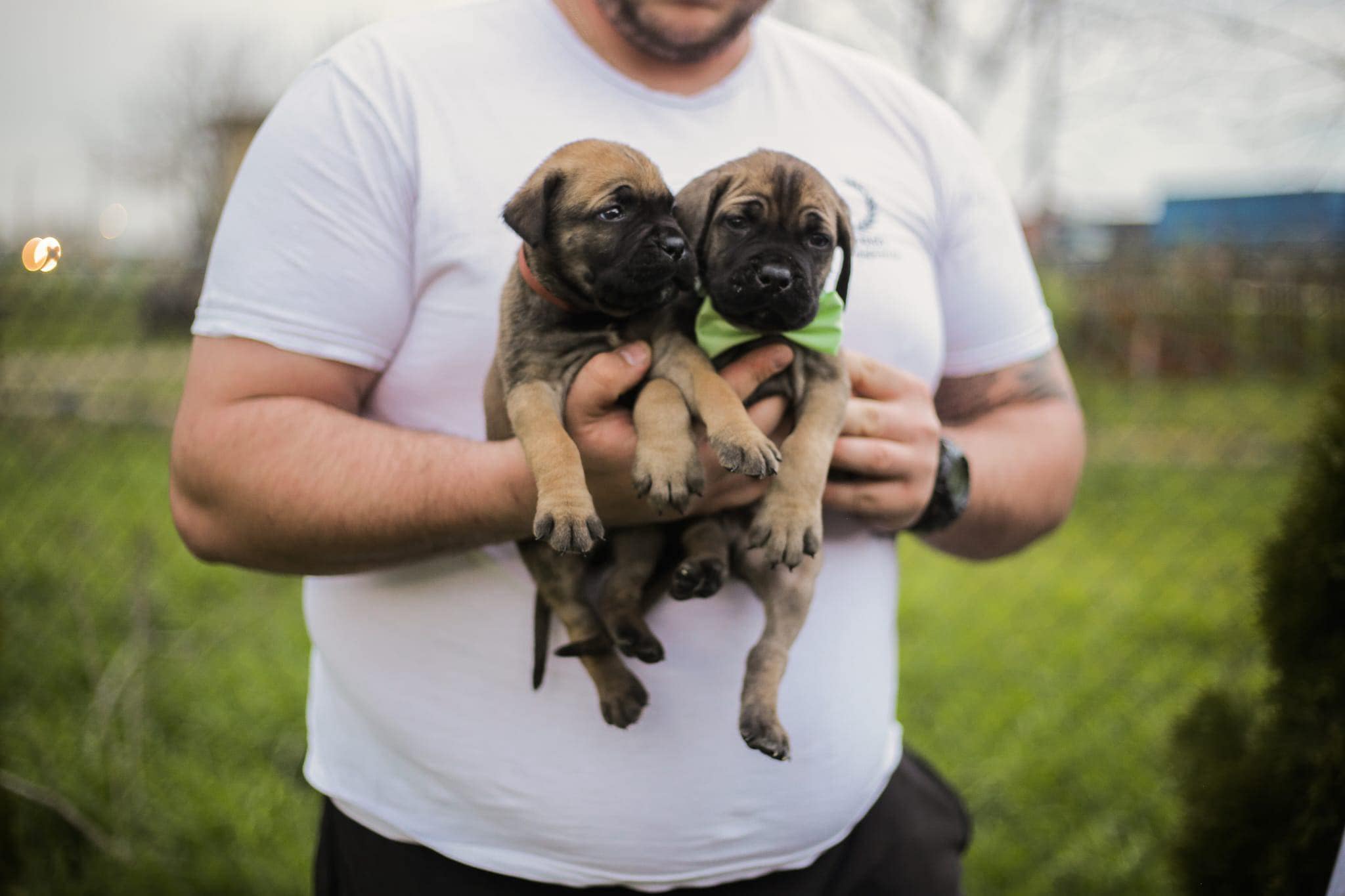 Cane Corso prelepi štenci
