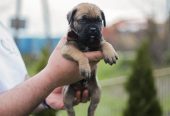 Cane Corso prelepi štenci
