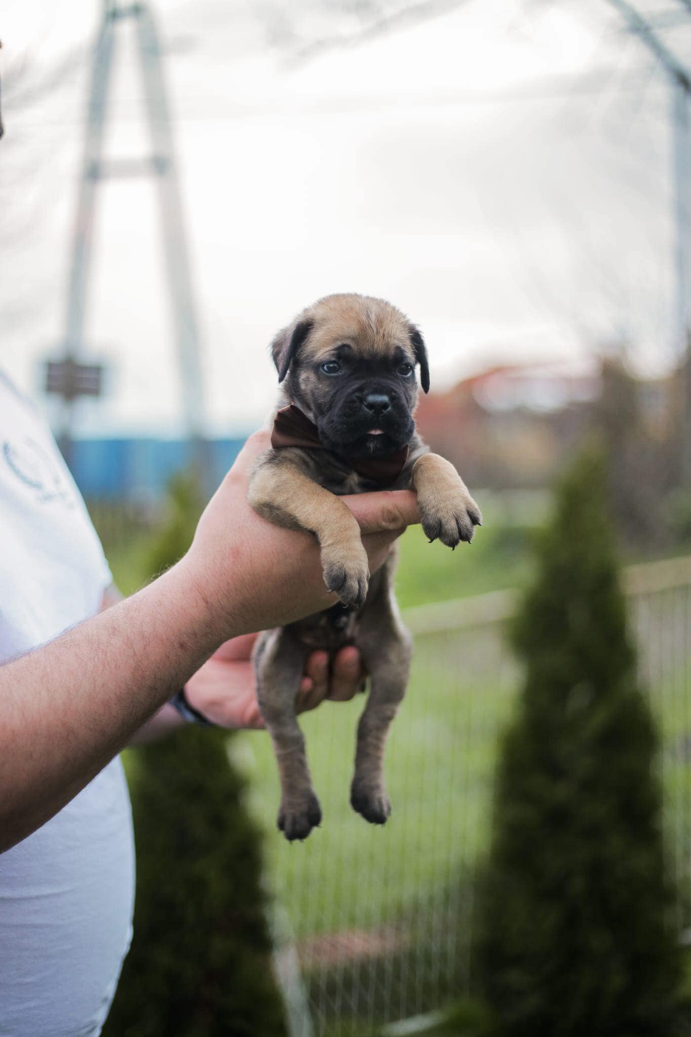 Cane Corso prelepi štenci