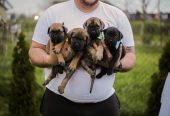 Cane Corso prelepi štenci