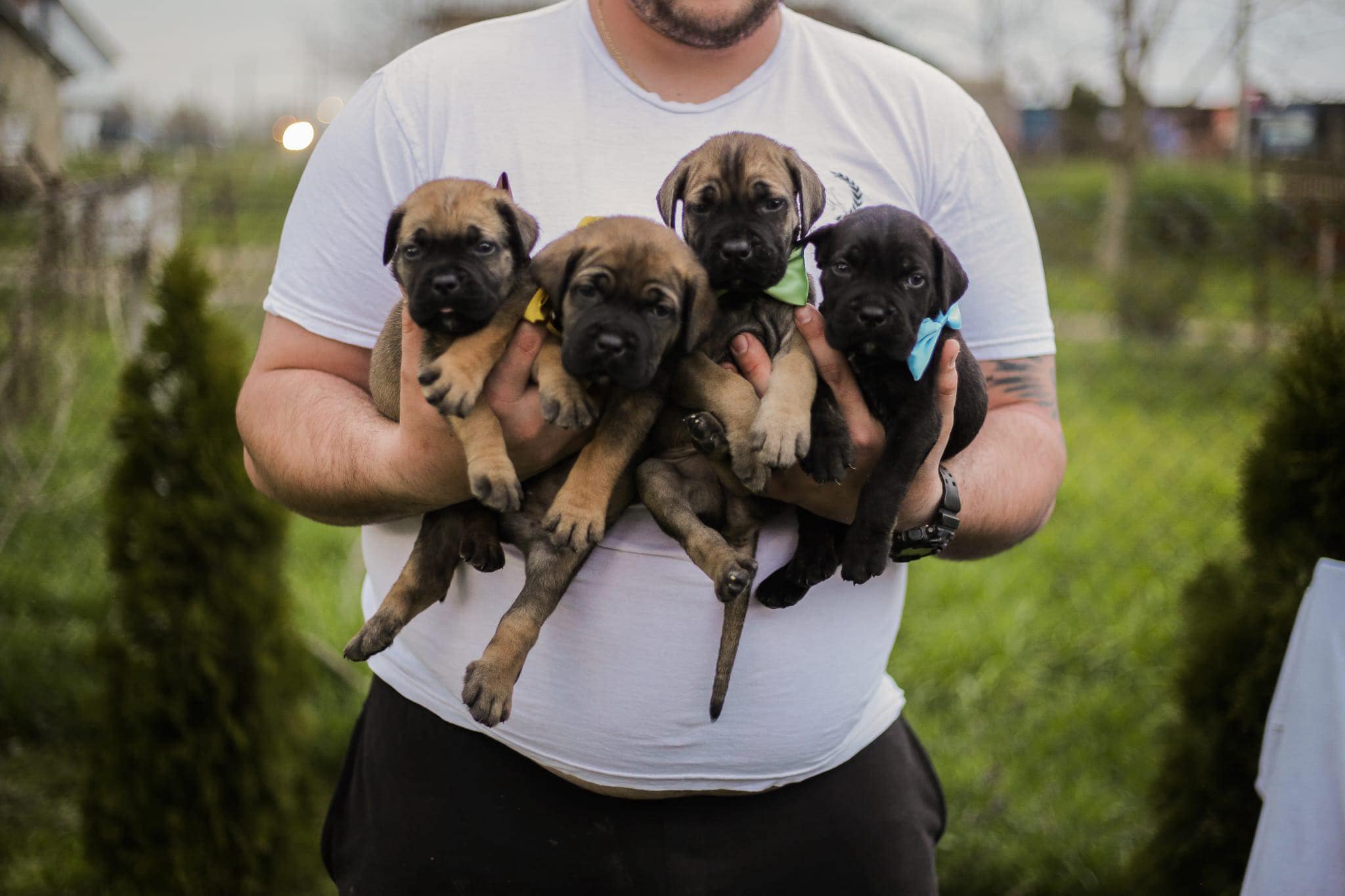 Cane Corso prelepi štenci