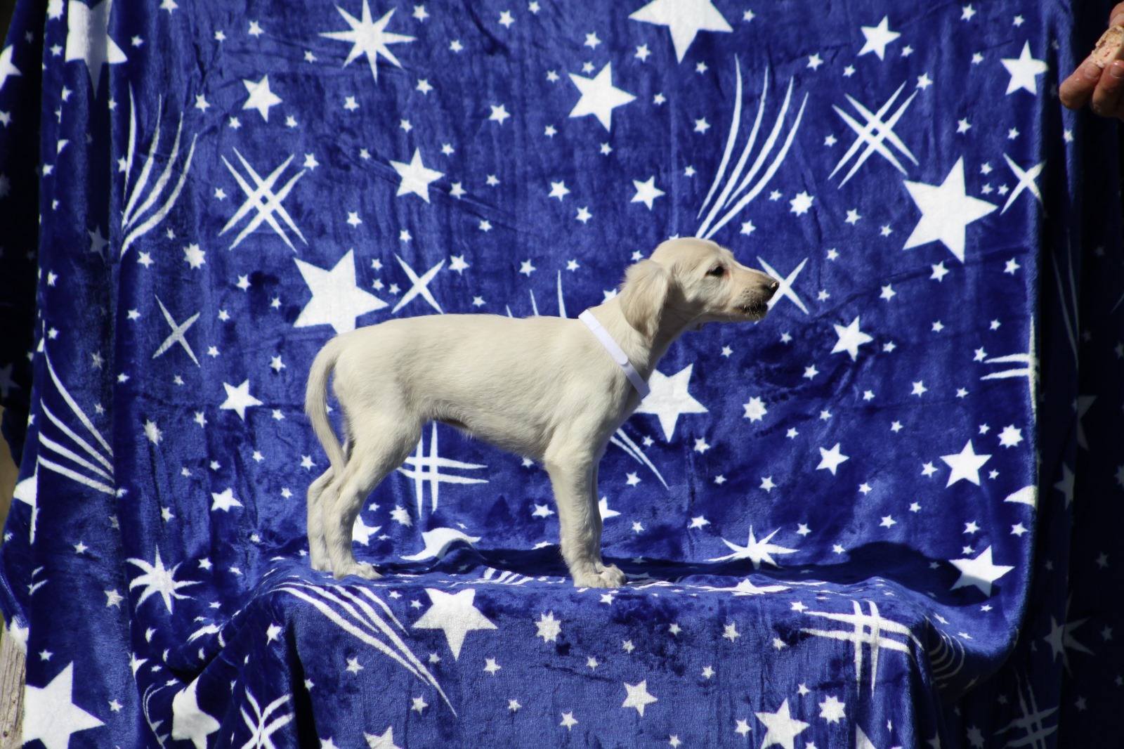 Persiski hrt saluki