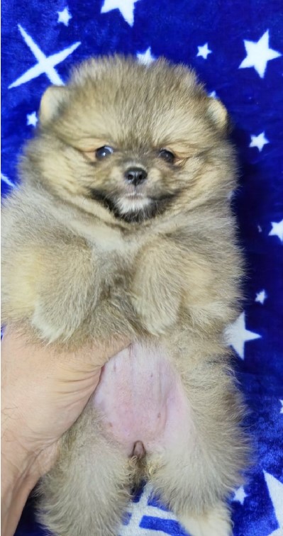 Pomeranac Boo stenci