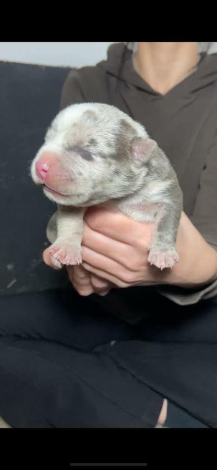 American bully pocket