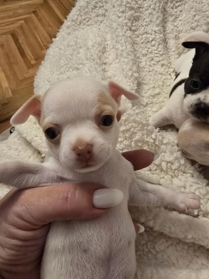 Čivava mini štenci