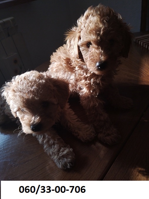 Toy-Patuljaste pudle