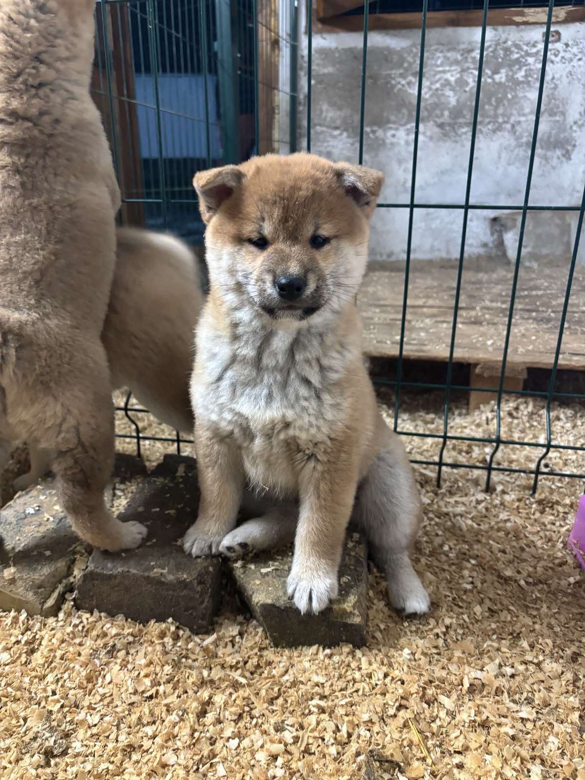 Shiba inu kućići na prodaju