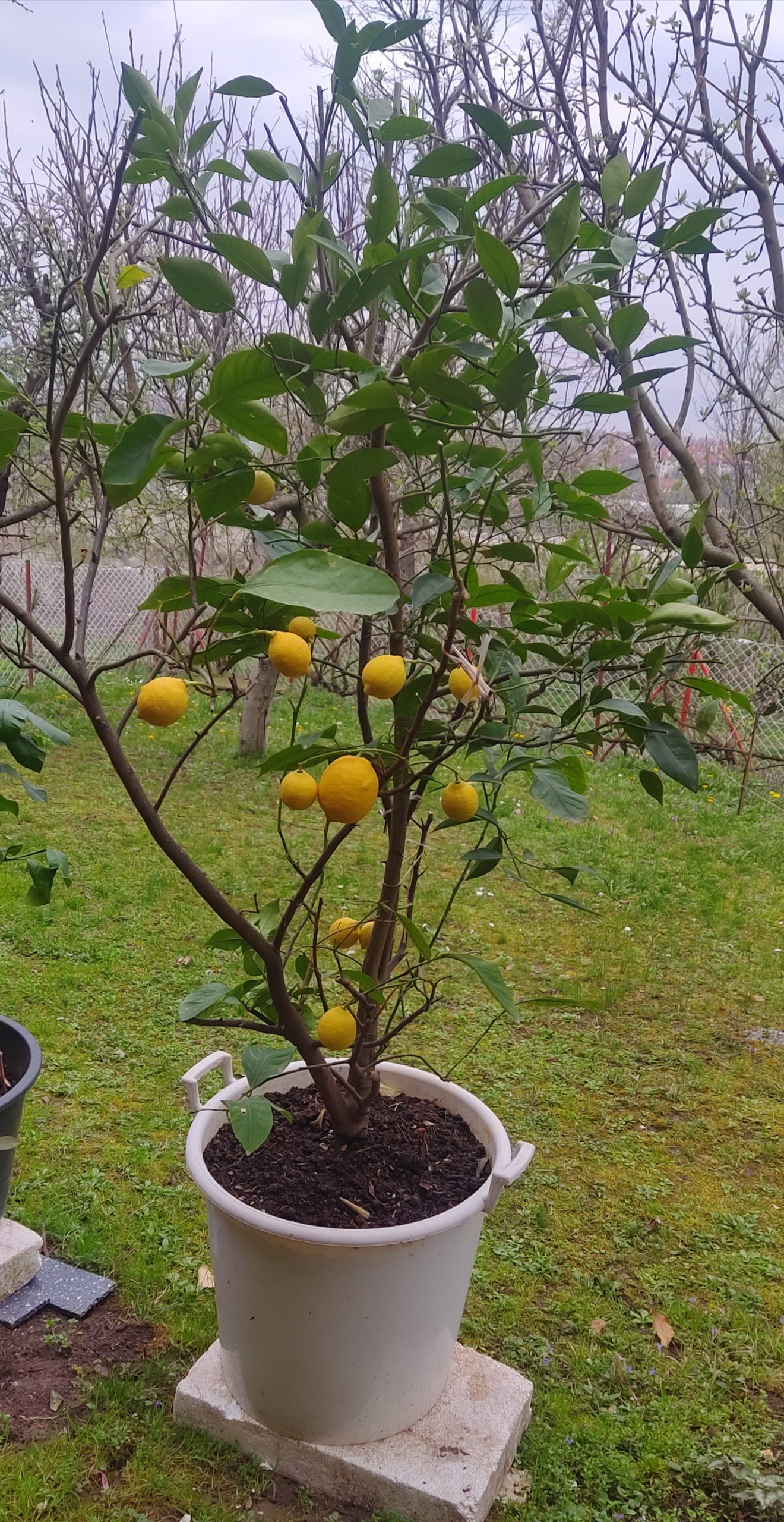 Kalemljeni limun sa rodom