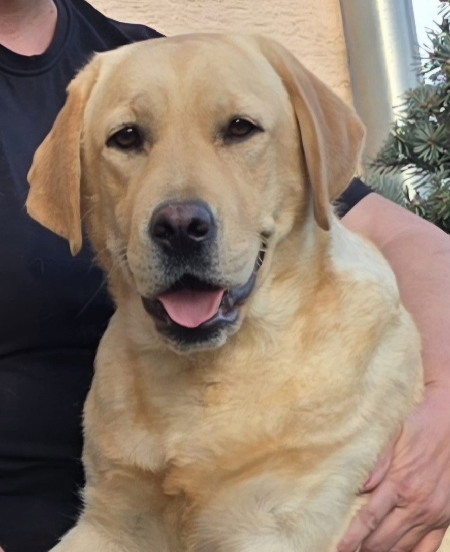 Labrador retriver ženka na prodaju