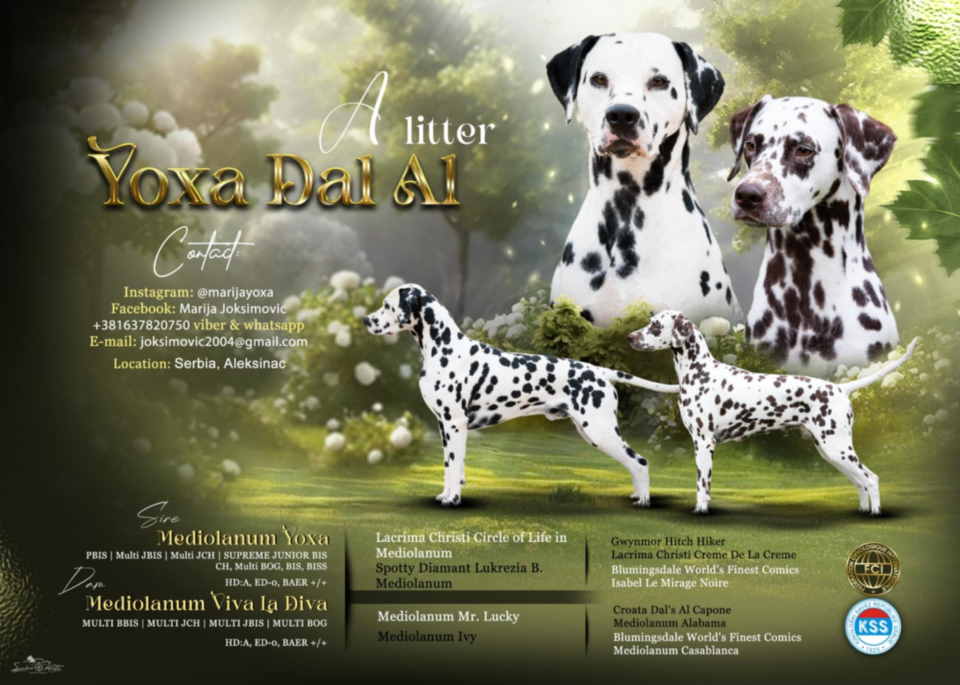 DALMATINCI – rezervacija kvalitetnih stenaca