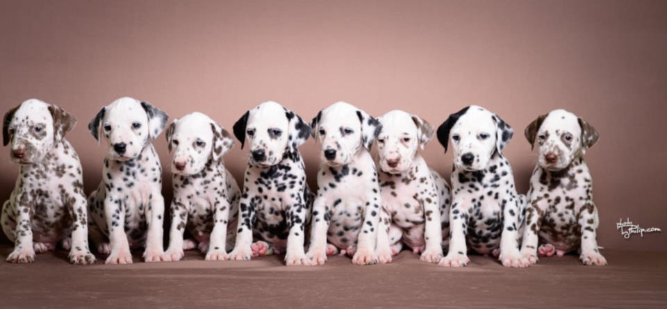 DALMATINCI – rezervacija kvalitetnih stenaca