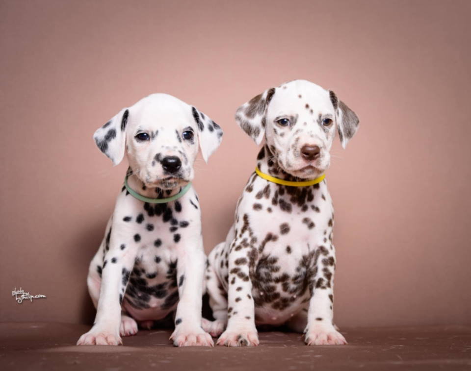 DALMATINCI – rezervacija kvalitetnih stenaca