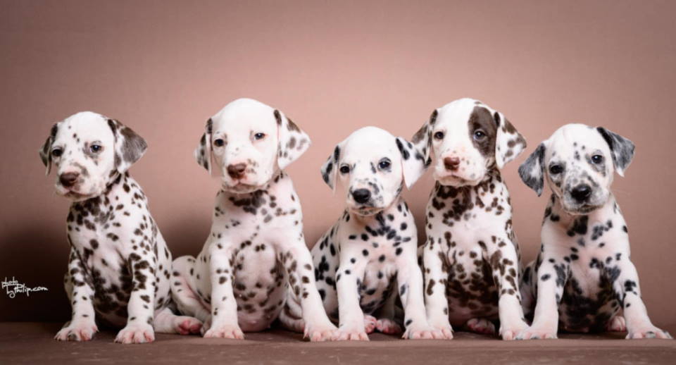 DALMATINCI – rezervacija kvalitetnih stenaca