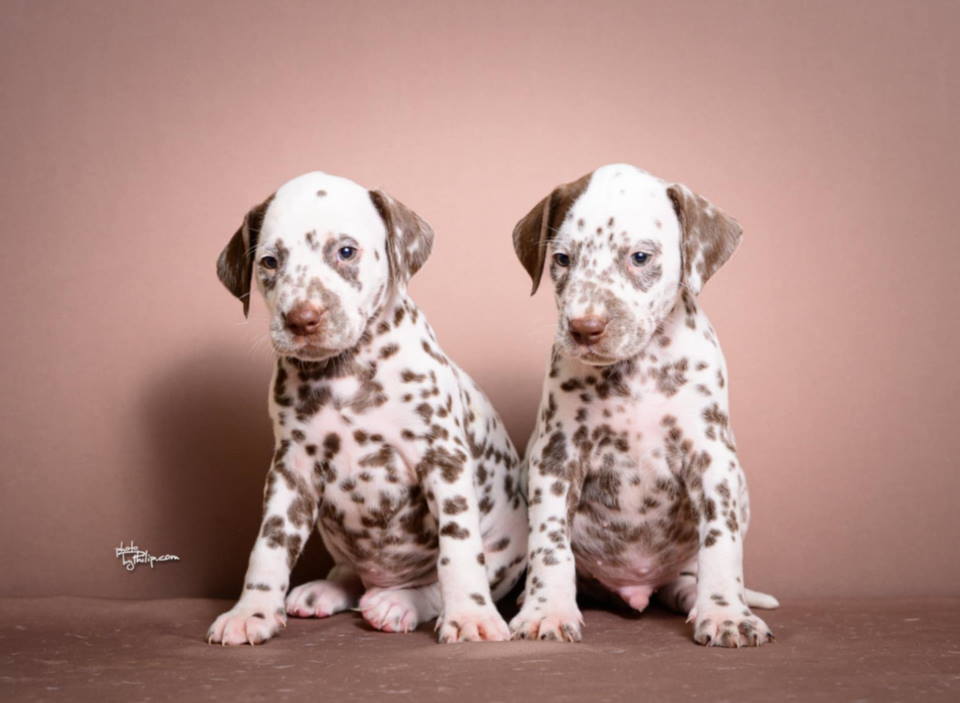 DALMATINCI – rezervacija kvalitetnih stenaca