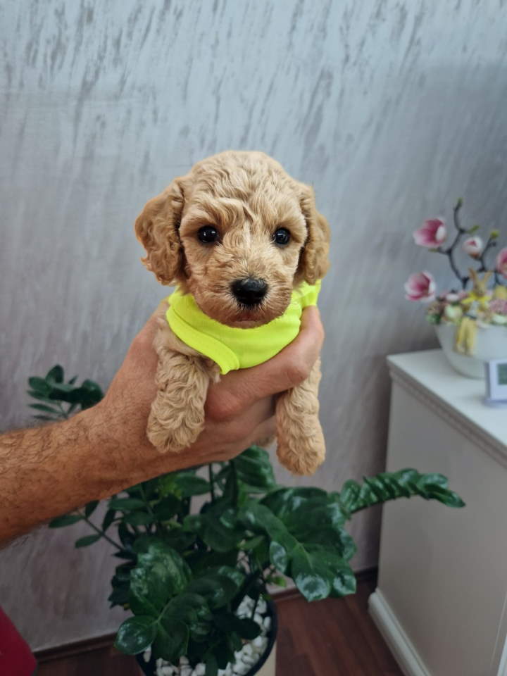 Najsladje toy pudle, spremne za preuzimanje