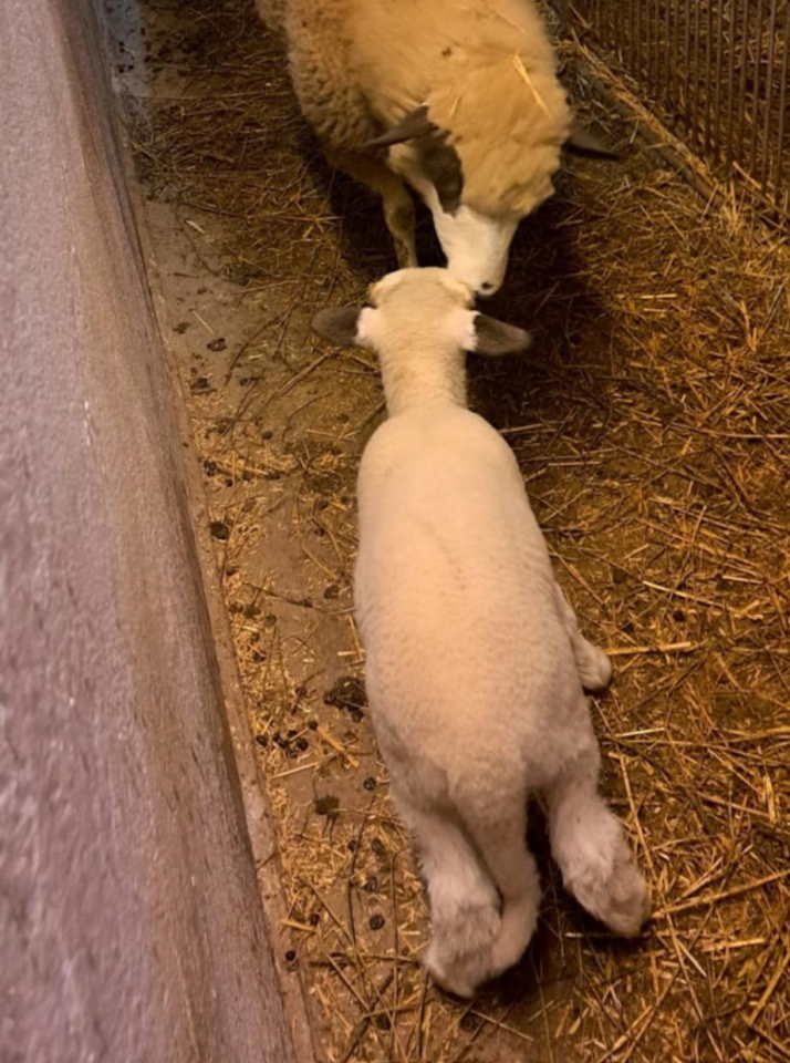 Prodajem ovce i jaganjce vrhunskog kvaliteta