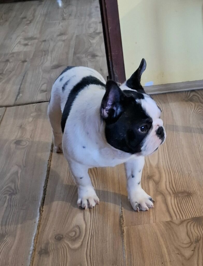 Francuski Buldog PRELEPI štenci
