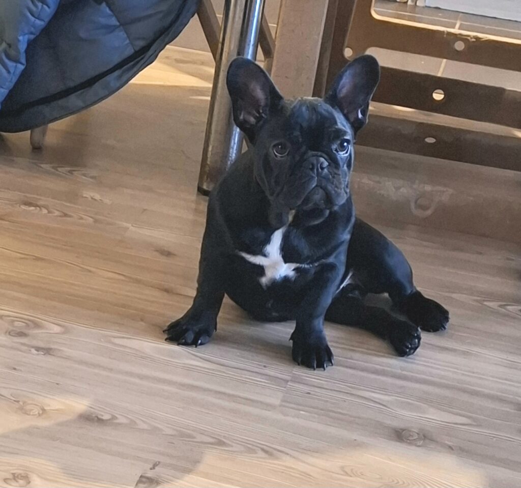 Francuski Buldog PRELEPI štenci