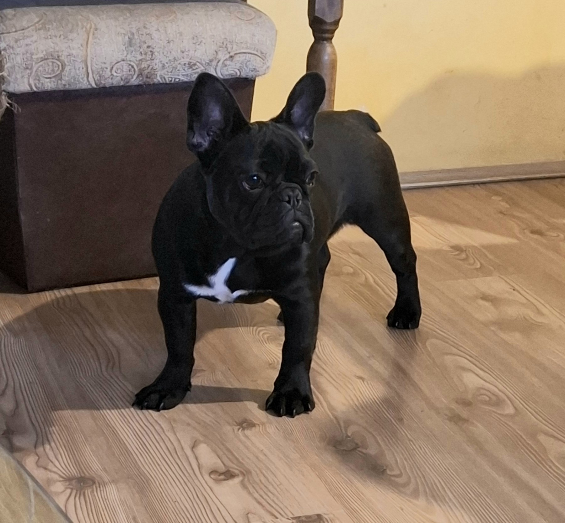 Francuski Buldog PRELEPI štenci