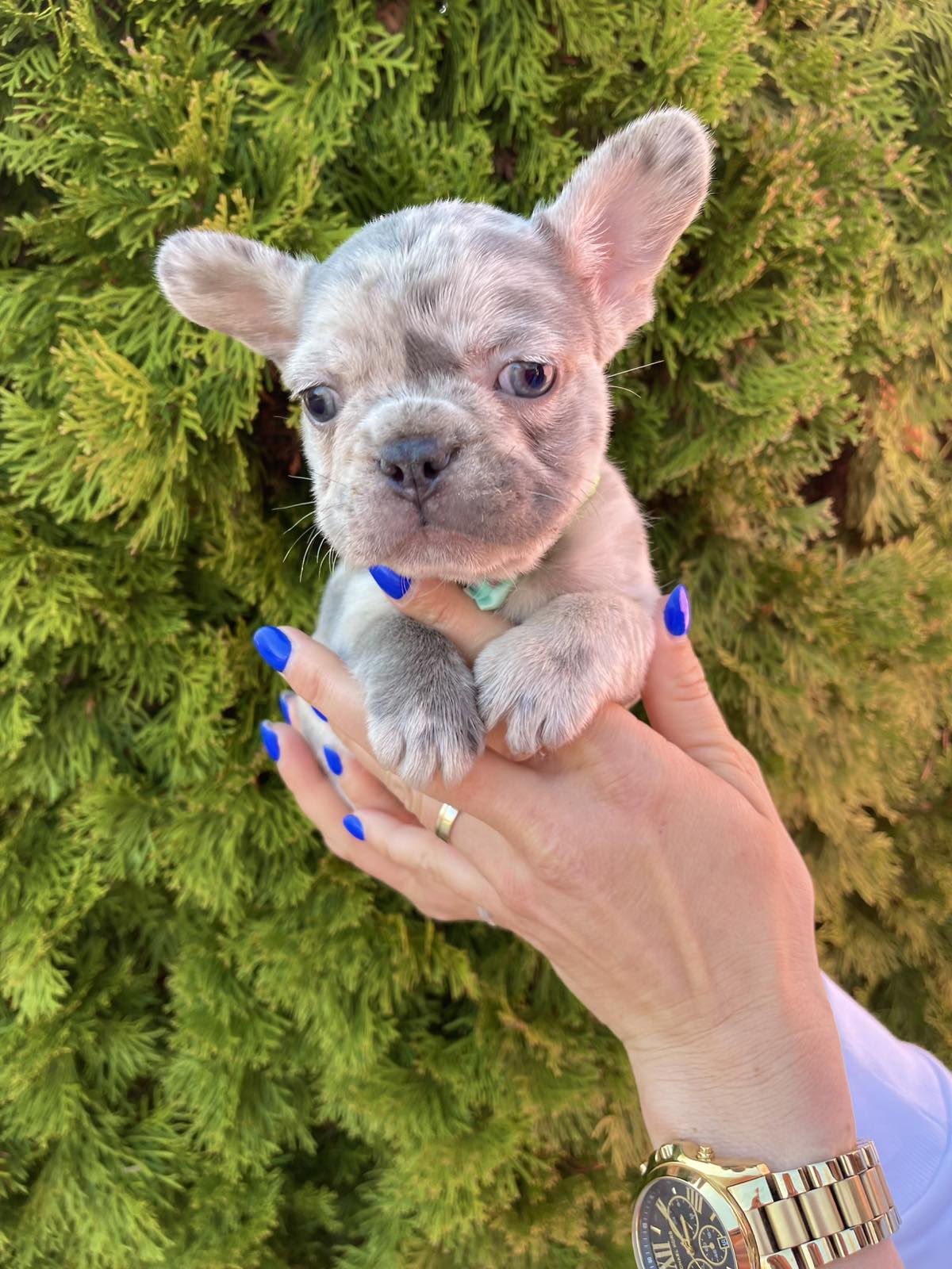 Francuski Buldog PRELEPI štenci