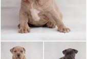 Exotic pit bull stenci na prodaju