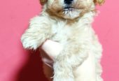 Maltipoo štenci