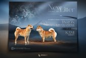 Šampionsko leglo Shiba inu