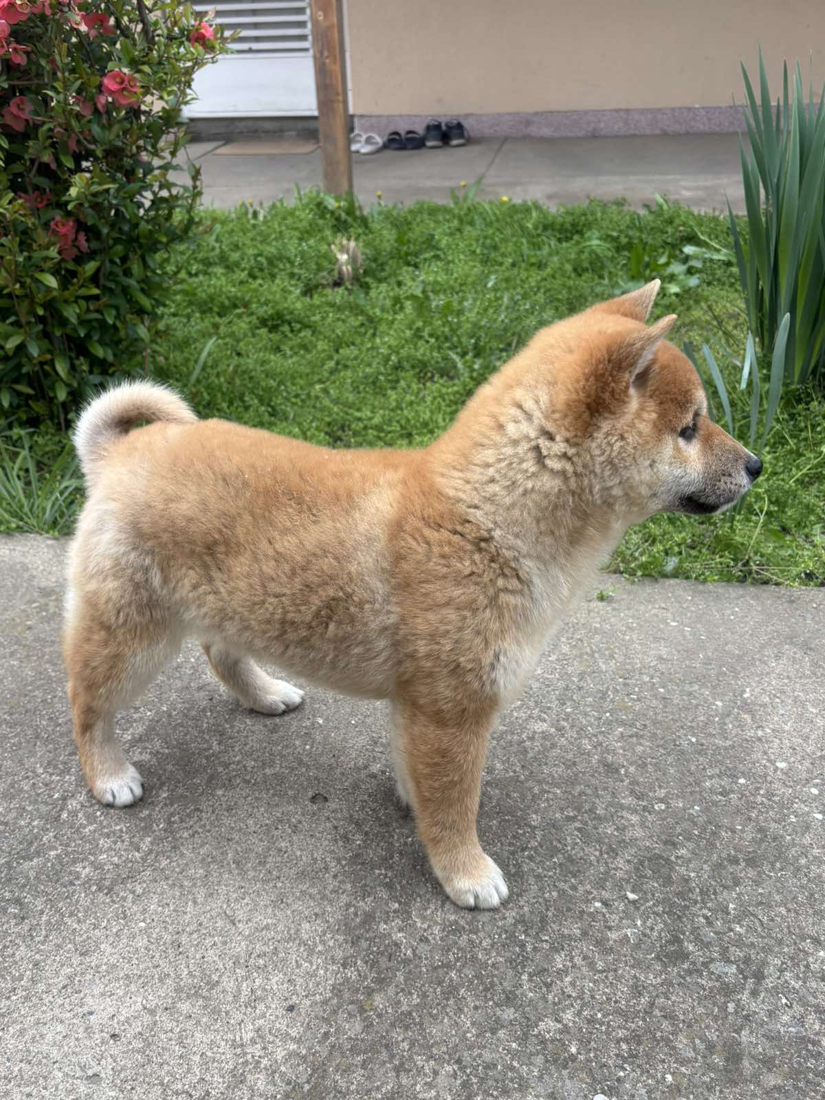 Šampionsko leglo Shiba inu