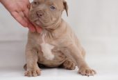 Exotic pit bull stenci na prodaju
