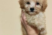 Maltipoo štenci