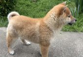 Šampionsko leglo Shiba inu
