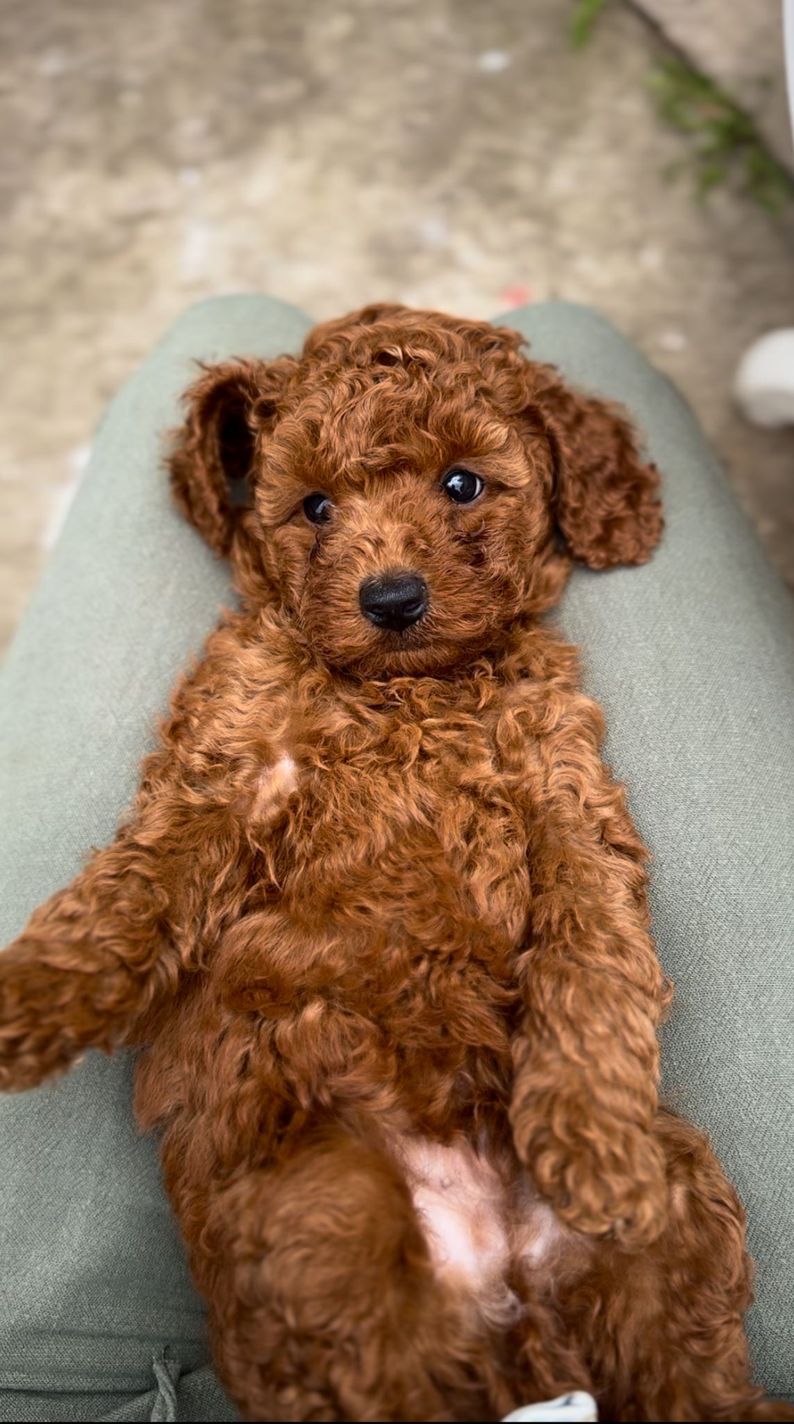 Crvena Toy Pudla muško štene