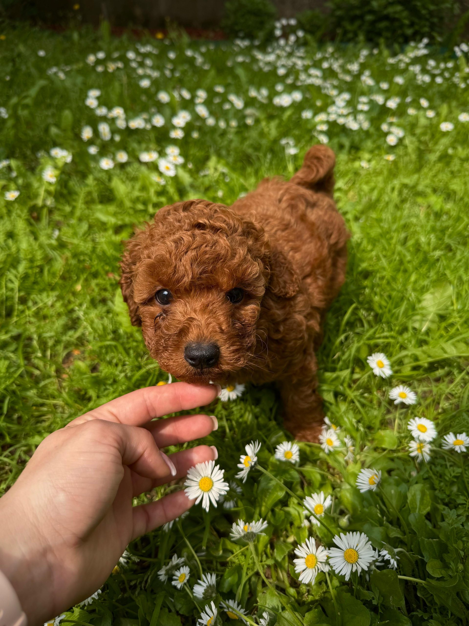 Crvena Toy Pudla muško štene