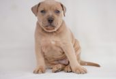 Exotic pit bull stenci na prodaju