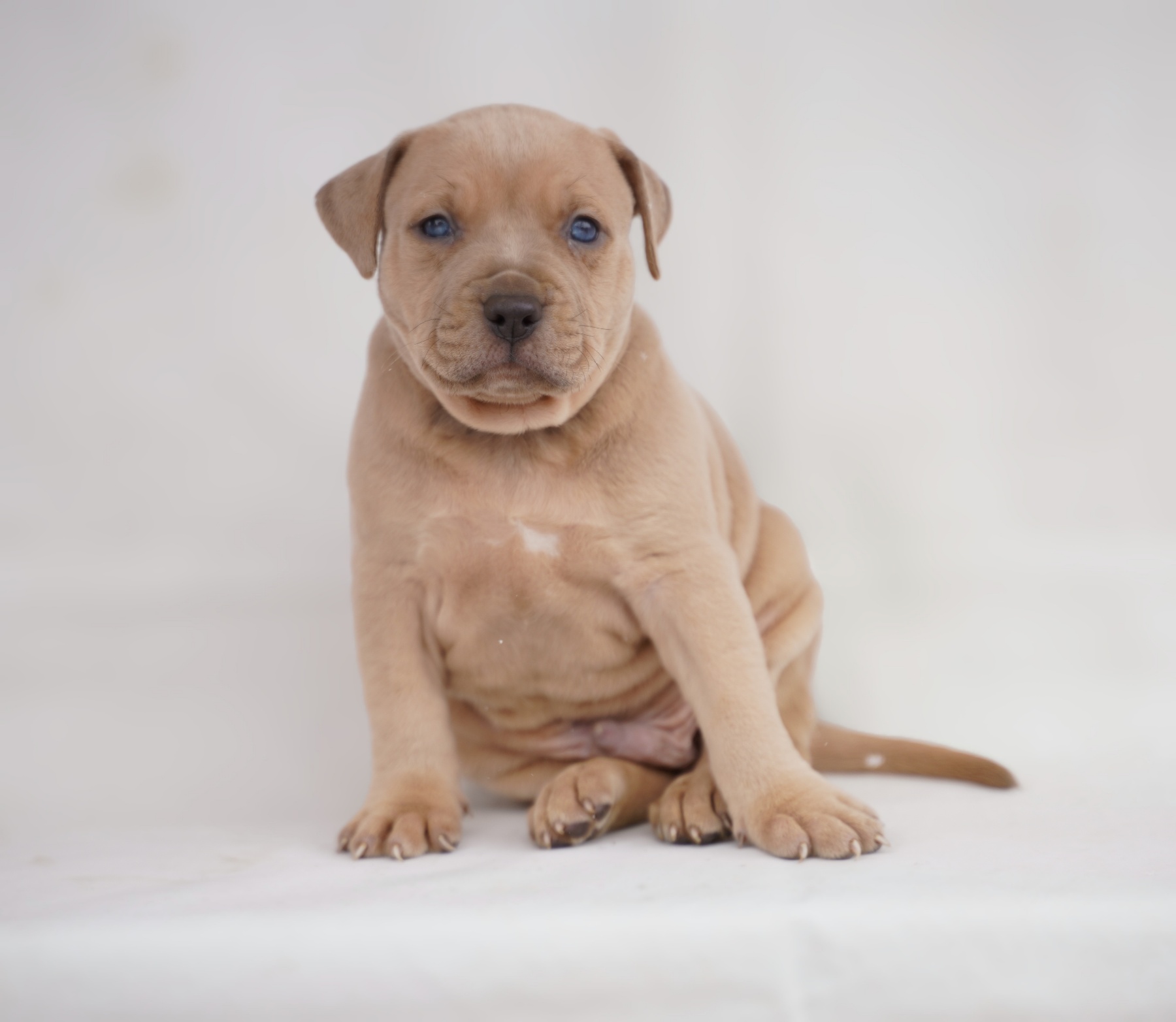Exotic pit bull stenci na prodaju