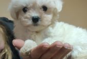 Maltipoo štenci