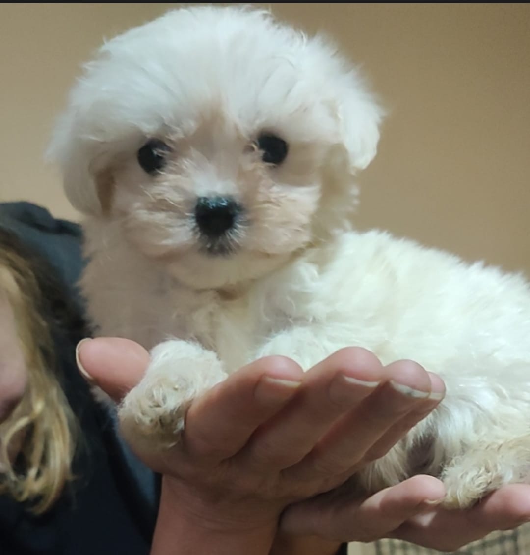 Maltipoo štenci