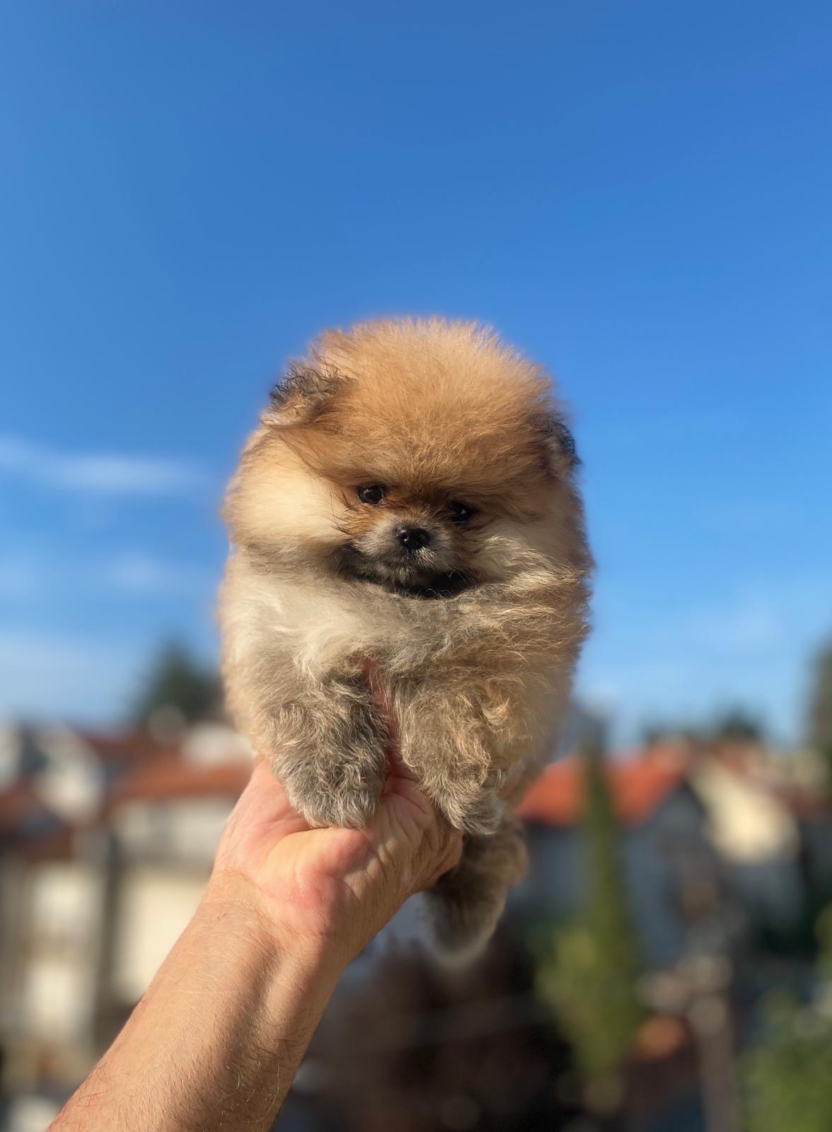 Pomeranac čistokrvni, patuljasti
