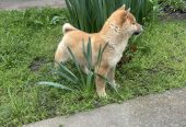 Šampionsko leglo Shiba inu