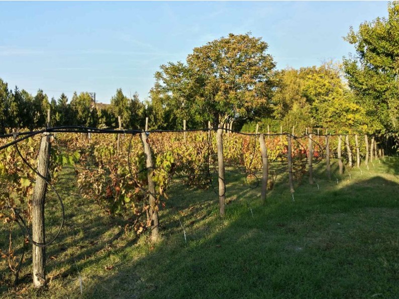 Bio Salaš blizu Subotice